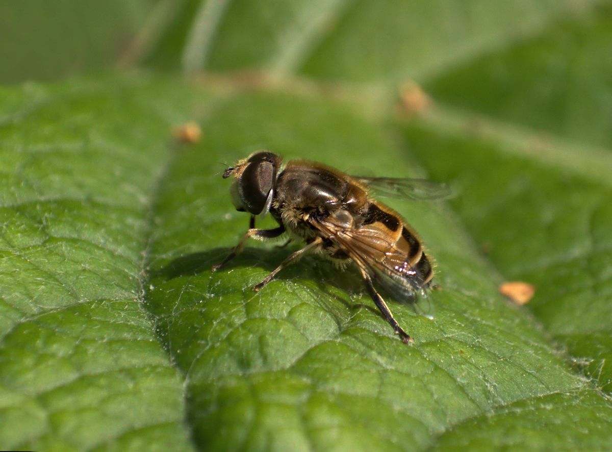 Eristalis arbustorum ?